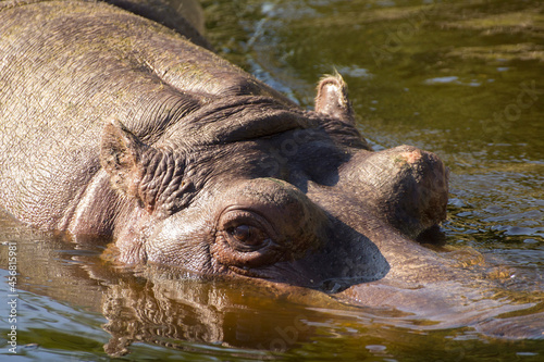 snout of a hippo floating in the water