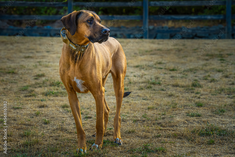 2021-09-13 A BEAUTIFUL RHODESIAN RIDGEBACK DOG STANDING IN A FIELD WITH A BLURRY BACKGROUND