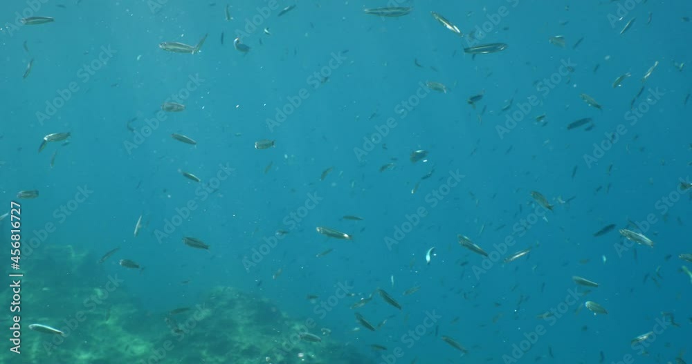 silversides under sun shine and beams underwater silverside fish school wavy sea protection ocean scenery behaviou silversides under sun shine and beams underwater silverside fish school wavy sea protection ocean scenery behaviou