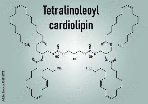 Cardiolipin (tetralinoleoyl cardiolipin) molecule. Important component of the inner membrane of mitochondria. Skeletal formula.