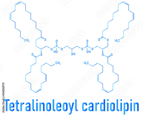 Cardiolipin (tetralinoleoyl cardiolipin) molecule. Important component of the inner membrane of mitochondria. Skeletal formula.