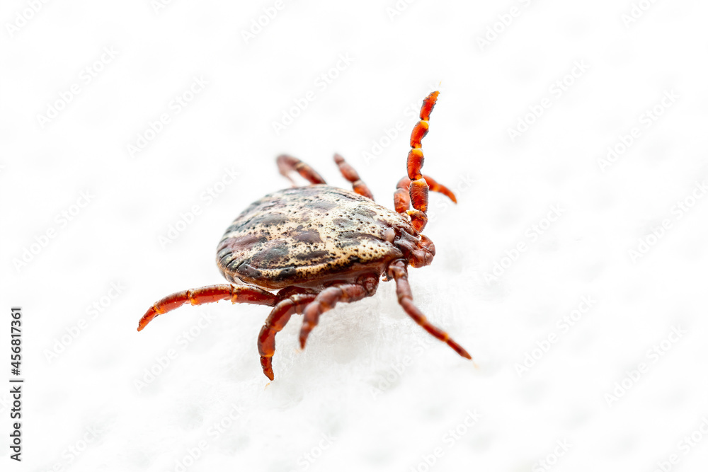 Dermacentor Tick Male Insect Isolated on White. Encephalitis Virus or Lyme Borreliosis Disease Infectious Tick or Mite Arachnid Parasite Macro. Dermacentor Tick Male Insect Isolated on White. Encephalitis Virus or Lyme Borreliosis Disease Infectious Tick or Mite Arachnid Parasite Macro.