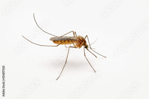 Dangerous Malaria Infected Mosquito on White Wall. Leishmaniasis, Encephalitis, Yellow Fever, Dengue, Malaria Disease, Mayaro or Zika Virus Infectious Culex Mosquito Parasite Insect Macro. © nechaevkon