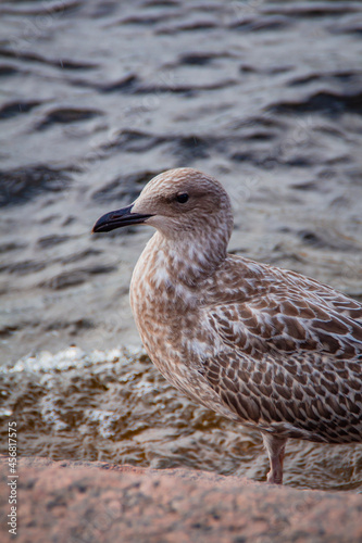 seagull on the beach © Дарья Зубарева