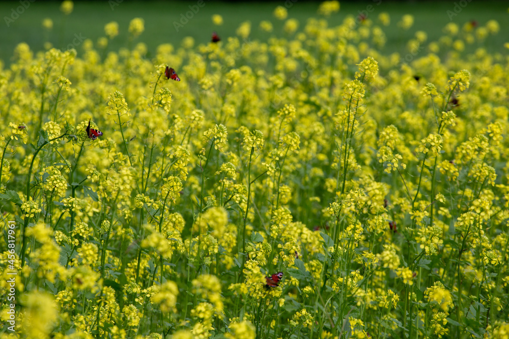 Obraz premium Rape field. Blooming Flowers. Organic cultivation. Agriculture