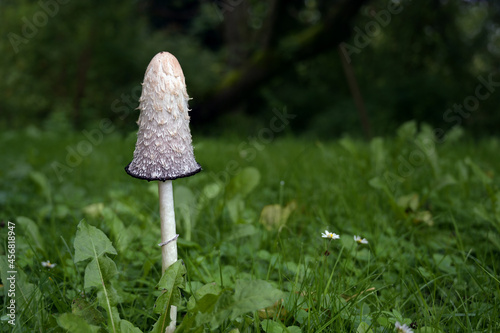 Shaggy ink cap (Coprinus comatus), edible fungus growing in the grass of a meadow, copy space, selected focus