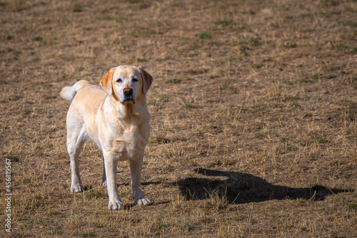 2021-09-13 A MATURE YELLOW LABRADOR STANDING ALONE N A BROWN FIELD WITH A BLURRY BACKGROUND