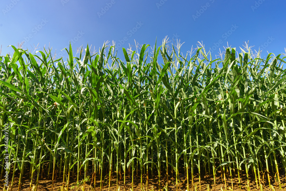 Fototapeta premium Maisfeld mit blauem Himmel kurz vor der Ernte