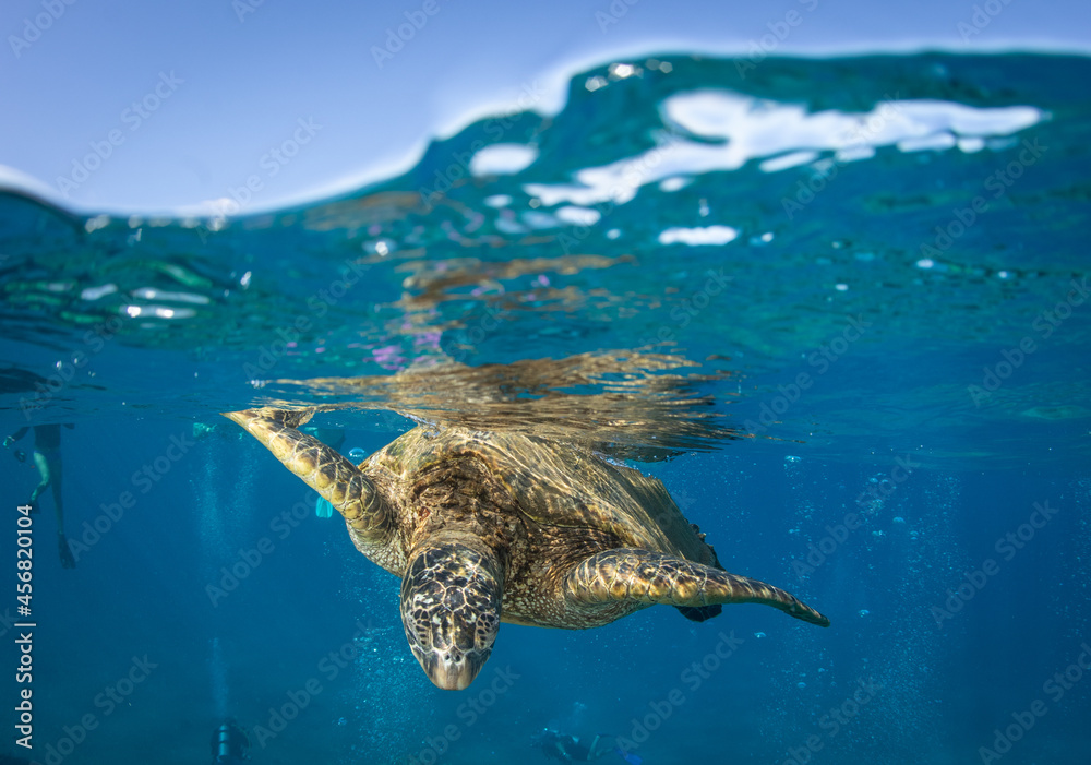 Obraz premium green sea turtle coming to the surface to breath in Hawaii