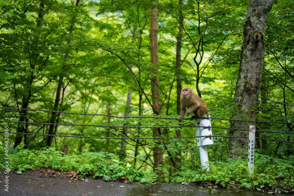 長野県松本市安曇の路上にいる野生の猿 A wild monkey on the street in Azumi, Matsumoto City, Nagano Prefecture. 