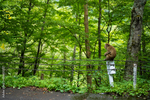                                                        A wild monkey on the street in Azumi  Matsumoto City  Nagano Prefecture. 