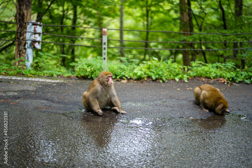 長野県松本市安曇の路上にいる野生の猿 A wild monkey on the street in Azumi, Matsumoto City, Nagano Prefecture. 