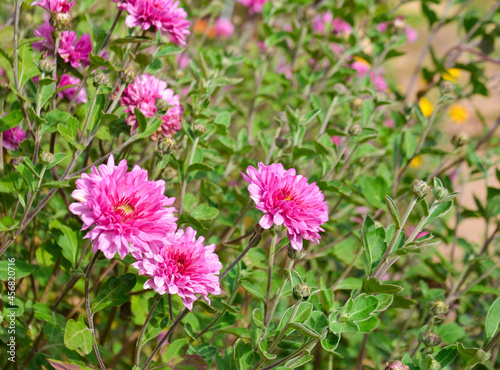 korean chrysanthemum pink color selective focus