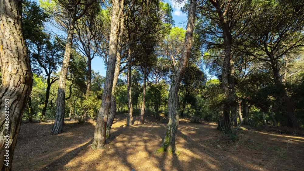 Loopable timelapse of a forest with the shadows moving Loopable timelapse of a forest with the shadows moving