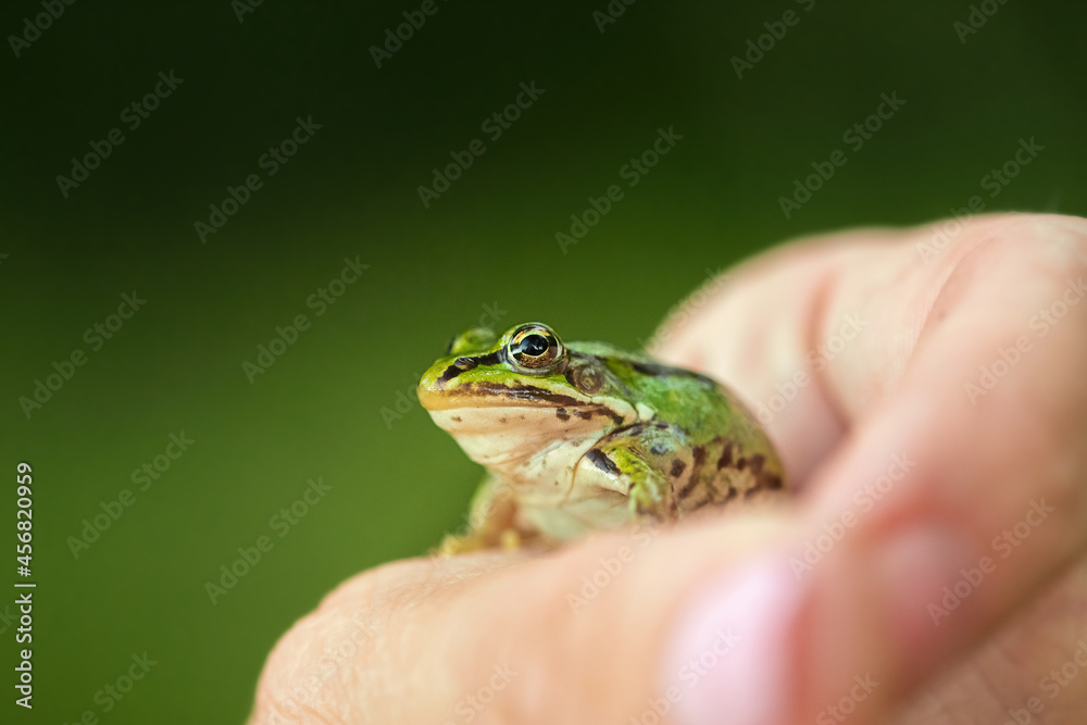 Fototapeta premium Human Hand holds a green frog, selective focus, green blurred background