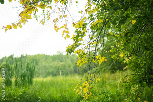 Green summer forest landscape at daytime with river