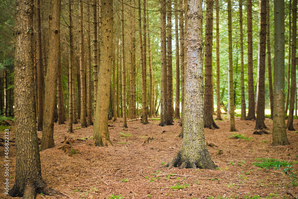 Obraz premium Forest in the middle September