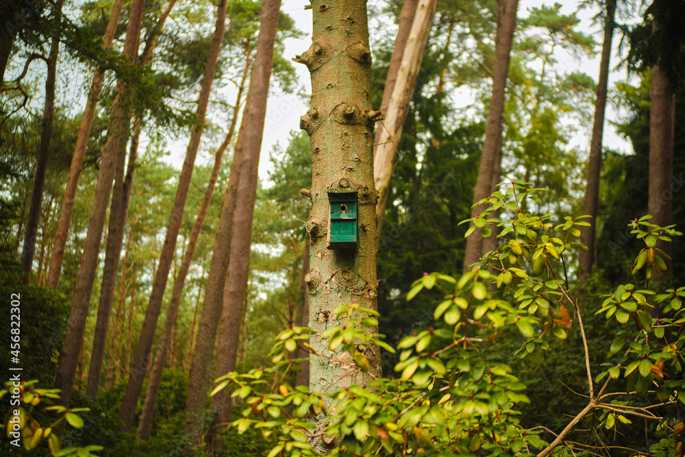 Fototapeta premium Bird house, bird-box on tree