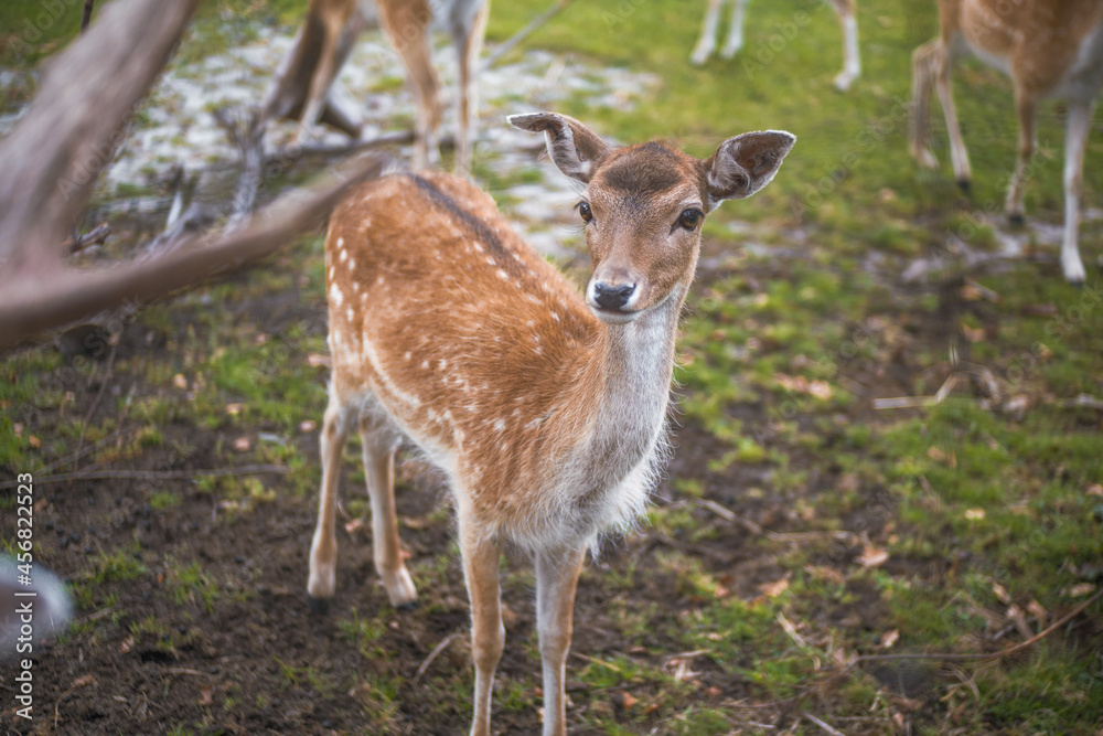 Fototapeta premium Friendly Deer in the park 