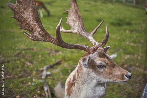 Friendly Deer in the park 