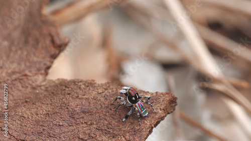 male maratus volans spider preparing to make a vertical jump. M. volans is a peacock spider