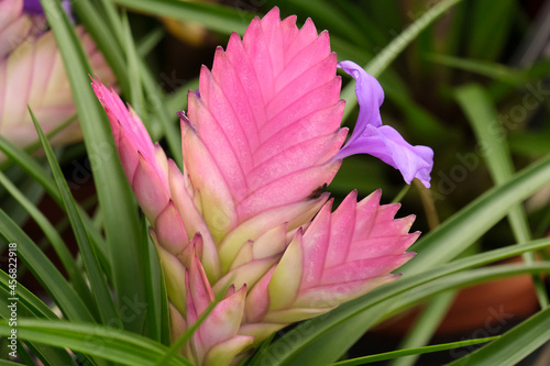 Blooming pink feather or Tillandsia cyanea photo