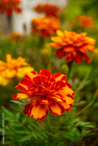 French marigold flowers in the garden - Tagetes patula  Macro