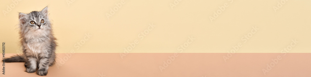 A banner with a gray fluffy kitten looking up, there is a place for text on a beige background. c