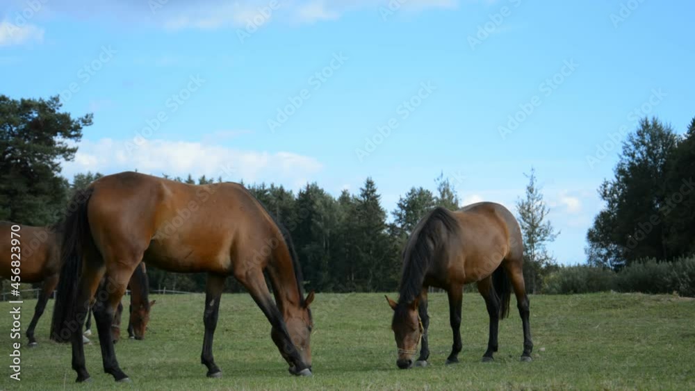 a small herd of brown horses perch on a green meadow on a sunny summer day a small herd of brown horses perch on a green meadow on a sunny summer day