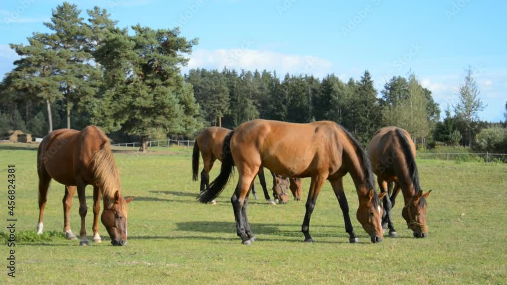 a small herd of brown horses perch on a green meadow on a sunny summer day a small herd of brown horses perch on a green meadow on a sunny summer day
