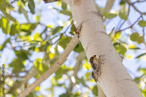 Large Cicada chirping while sitting on an Aspen tree during late summer in Prescott Arizona photo