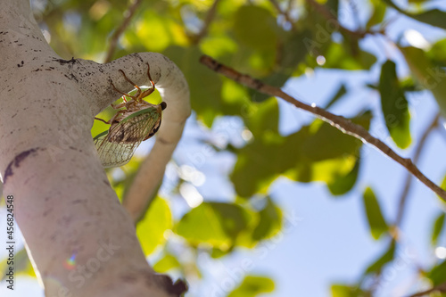 Large Cicada chirping while sitting on an Aspen tree during late summer in Prescott Arizona photo