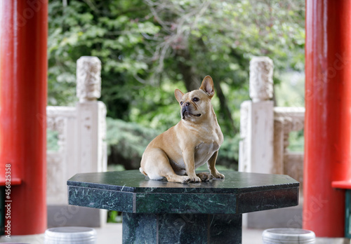 5-Year-Old Red Tan Frenchie Male Posing inside Chinese Pagoda