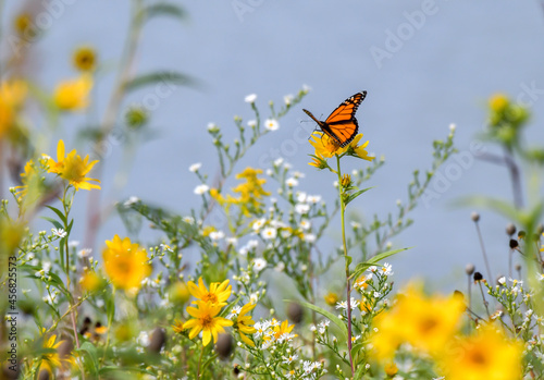 butterfly on a yellow flower © BradleyWarren