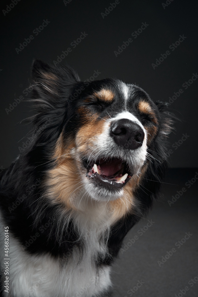  the dog howls. Funny expression on the muzzle of a border collie. Pet on a black background