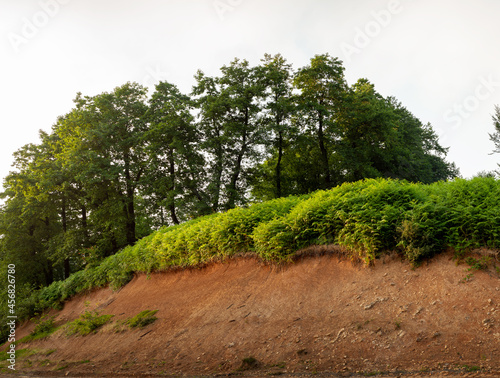 Thelypteris palustris, fern in in nature on top of a hill with Beech tree in background, in iran, Glade and trail in the forest photo