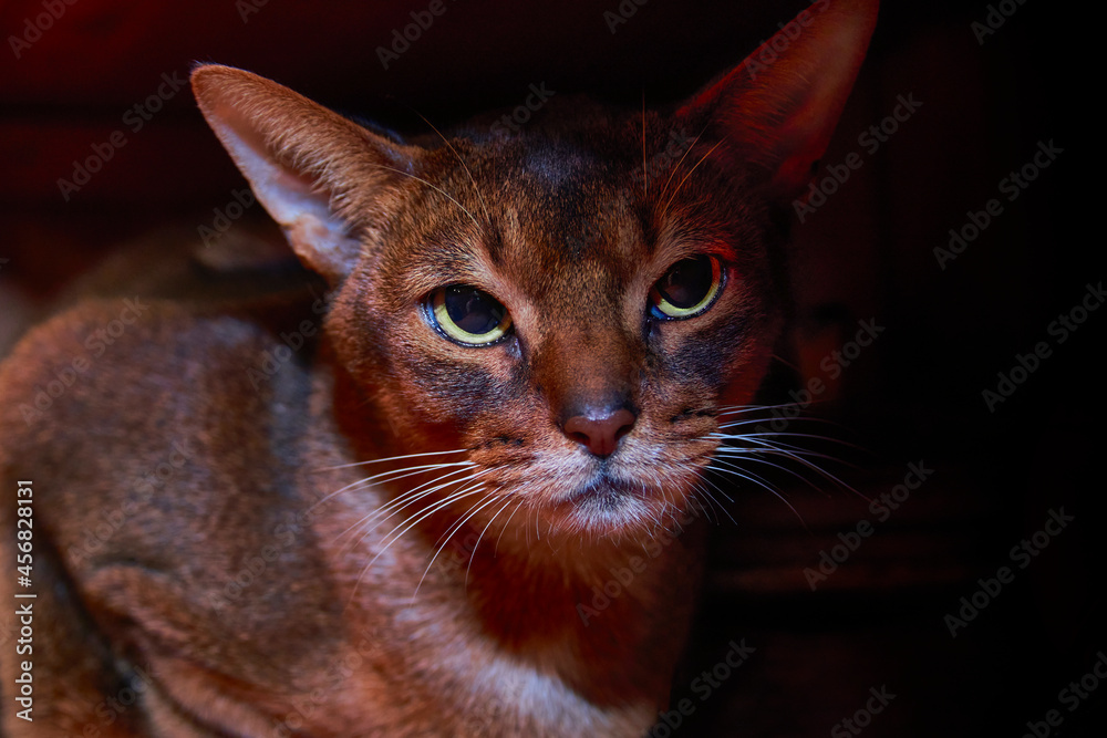 Abyssinian cat studio front close up portrait on dark background. Abyssinian cat studio front close up portrait on dark background.