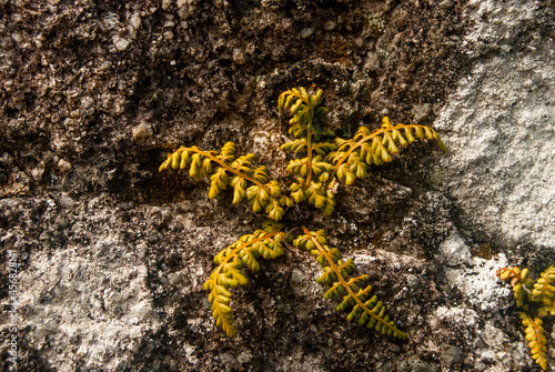 Fern growing from a stone wall in the form of a star - Lanceolate Spleenwort Asplenium obovatum, Space for text, Selective focus photo