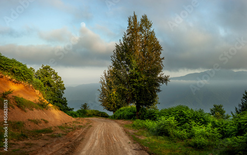 the view of countryside dirt road with alder trees in gilan province, Iran photo
