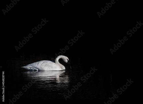 Swan on a river