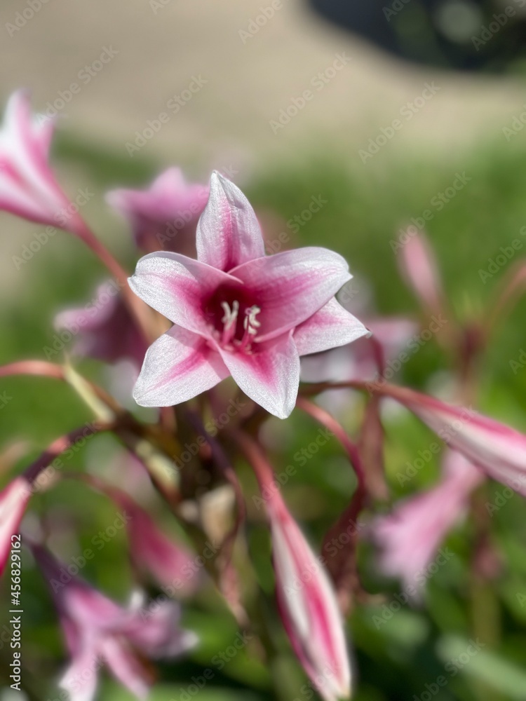 Fototapeta premium pink rose flower