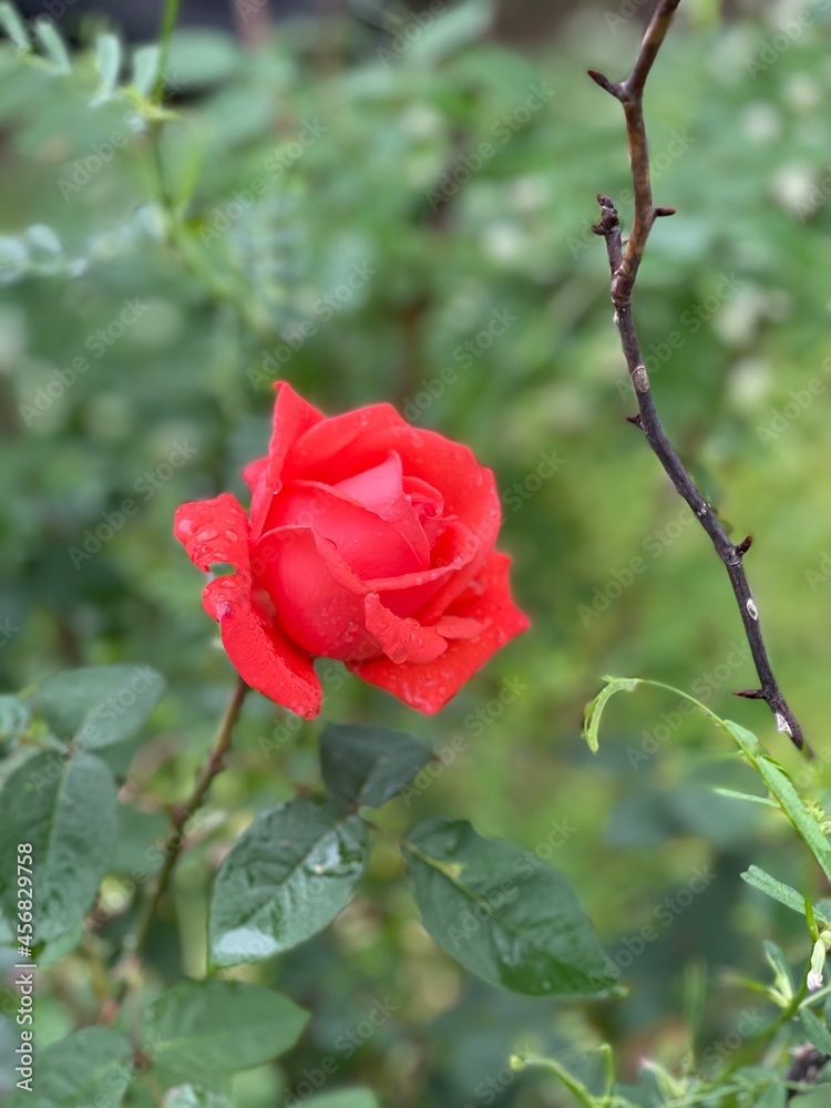 red rose in garden