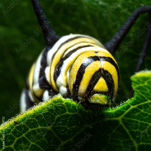 Fotografie "Monarch devouring its host plant" - Monarch Caterpillar - Nebraska, USA