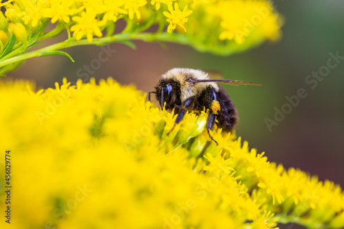 bee on flower © Eric