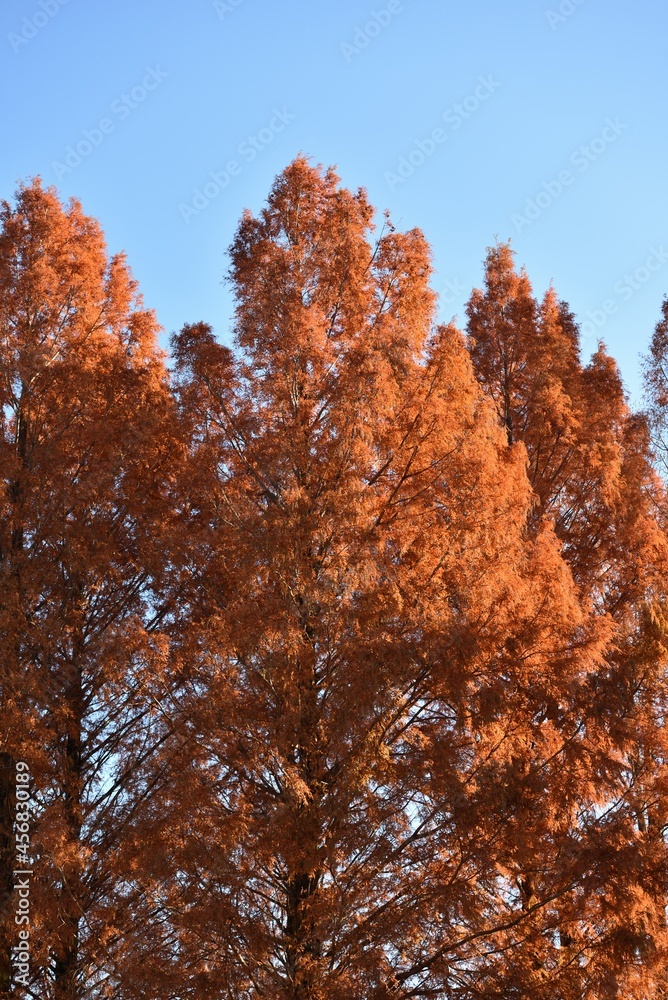 Fototapeta premium Trees with red leaves and blue sky