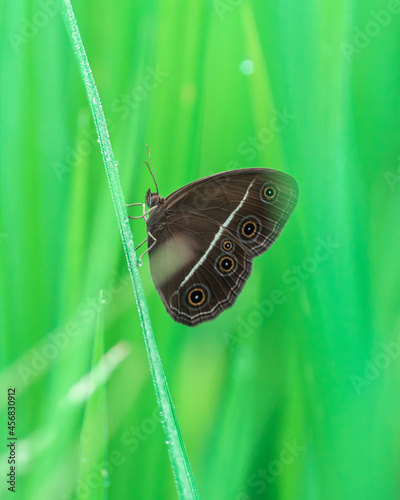 butterfly on a leaf