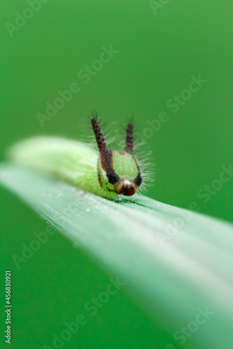 caterpillar on leaf