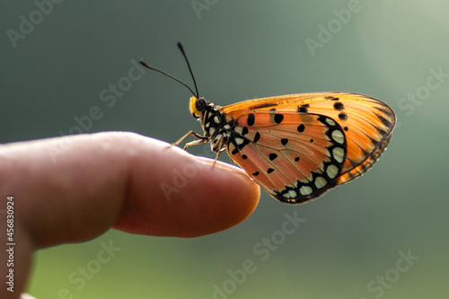 butterfly on hand