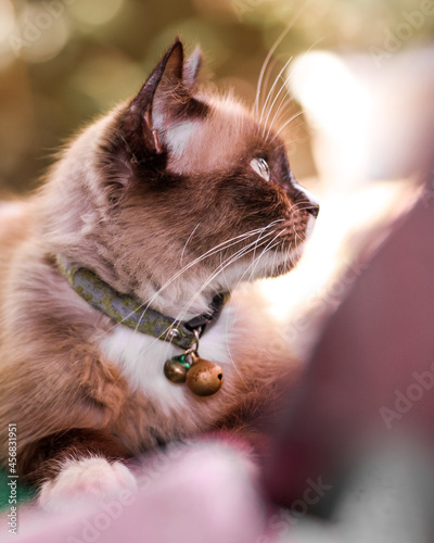 red cat portrait