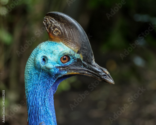 head of a peacock
